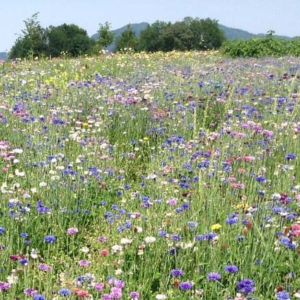 Nagual-Schamanismus-Mensch-und-Moeglichkeit-WOrkshop-2025