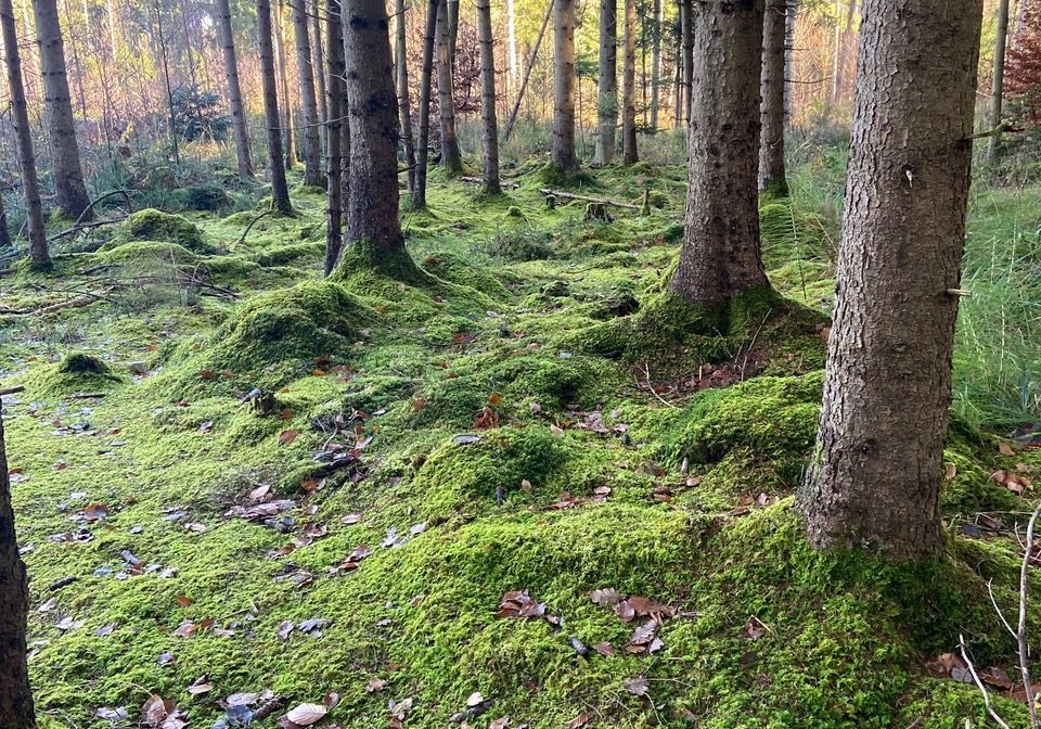 Wald-IMG_5339